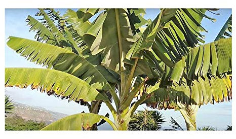 Pcs - 10x Musa (Bananier) Acuminata Evergreen Arbre Jardin Plantes - Graines ID190 - Seeds & Plants Shop by Ipsa