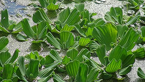 Lincolnshire Pond Plants Ltd - Vattenväxter 3 x vattensallad (Pistia stratiotes). 7-10 cm flytande akvarieväxt