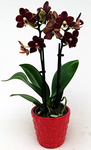 POWERS TO FLOWERS - ORCHIDEA PHALAENOPSIS NERA CON 2 STELI, VASO 7CM DIAMETRO, Pianta Vera