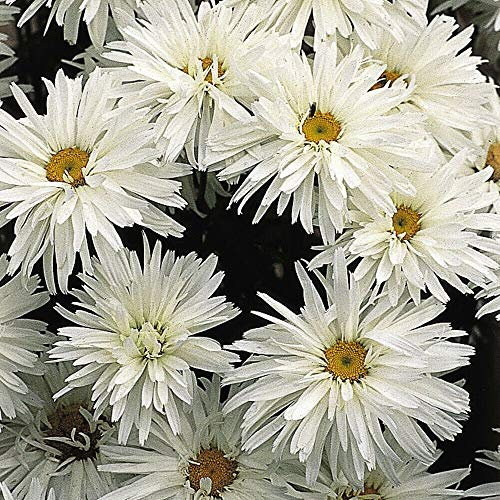 Hardy Perennial Leucanthemum ‘Crazy Daisy’, Easy to Grow Flowering 12 Plug Plants by Thompson and Morgan (12)