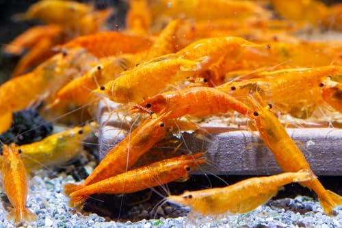 Aqua Breeding Skill Lot de 10 Crevettes – Crevettes Vivantes pour Aquarium – Naines Neocaridina, Habitants Pacifiques pour Aquariums, Taille 1,5-2 cm (Orange)