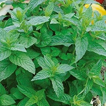 70 SEMI DI MENTA PIPERITA:Seeds