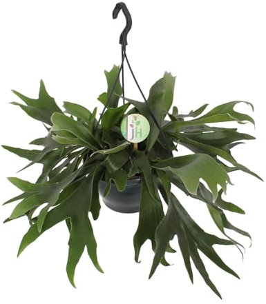 Platycerium Bifurcatum - Fougère staghorn - 40-50cm - Ø21cm - Plante d'intérieur - Vert persistant