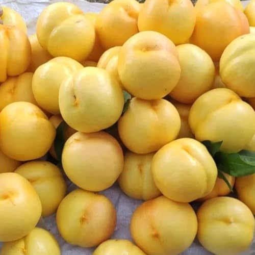Nektarinenbaum winterharte kübelpflanzen pfirsichbaum obstsamen säulenobst obstbäume pflanzendeko balkon garten kräutersamen zimmerpflanze winterharte stauden mehrjährig 12samen