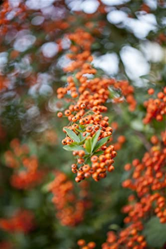 Pyracantha 'Saphyr Orange' 80-100 cm – Winterhart, Immergrün, Pflegeleicht – Feuerdorn – Heckenpflanze für Garten & Sichtschutz