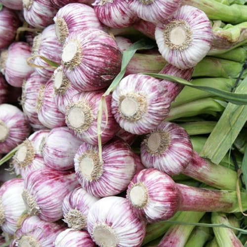 300 pcs knoblauch samen bio pflanzensamen pflanzknoblauch, winterharte pflanzen für garten, exotische pflanzen knoblauchsamen, gartenpflanzen dekopflanzen winterfeste pflanzen für