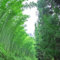 Semi Bamboo Siepe (Phyllostachys Edulis), Semi Bambù Per Giardino, Pianta Ornamentale Perfetto, Domestico Pianta Perenne Bella Pianta Ornamentale - 100 pz