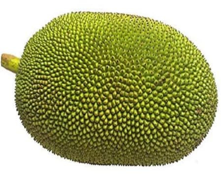 10 graines de fruits de jacquier fraîches