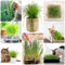 120 pcs katzengras samen bio - zimmerpflanze winterfeste pflanzen für kübel Wheatgrass anzuchtset gemüse winterharte kübelpflanzen gemüsesamen alte sorten balkonpflanzen winterhart