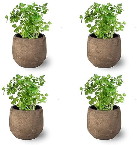 Pack de 4 Plantas de Perejil - Hierba Natural Aromática de Interior y Exterior Fácil de Cuidar- Huerto Urbano y Jardín - Altura 20 cm - Maceta 10 cm (Maceta de Cerámica NO incluida)