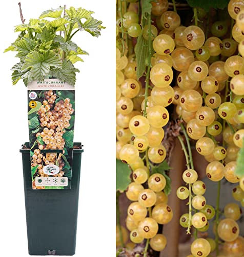 Whitecurrant Ribes White Versailles | Deciduous Fruit Plant | 30-50cm Potted