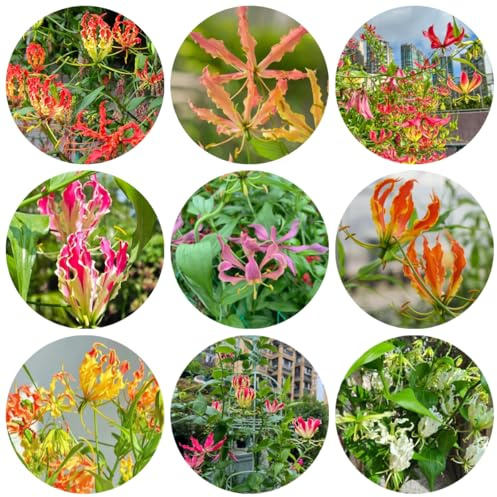 6bulbos lirios de llama - perennes, crecimiento lirio de llama resistentes, para balcones decorativas