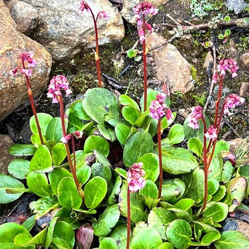 Bergenia decoraciones otoñales interior exteriores balcones 225semillas