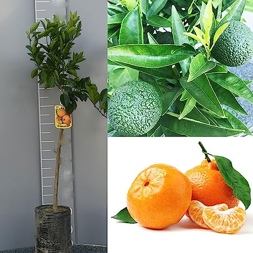 SAVINI VIVAI Clementino-Pflanze, Clementino Hernandina, Zitrusbaum in Phytozelle, Höhe 100–120 cm, 1 Jahr Veredelung, hergestellt in Italien