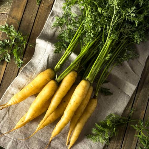 Carrot Solar Yellow - 300 Seeds + freebie + Plant tag (Daucus carota) Heirloom