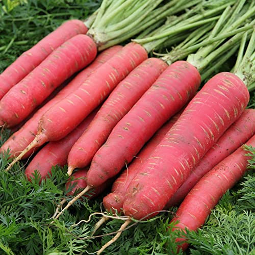 Carrot 'Red Sun' F1 Hybrid (Maincrop) Daucus carota Hardy Annual Easy to Grow Your Own Garden Vegetable Plants 1x Seed Packet (Approx. 200 Seeds) by Thompson and Morgan