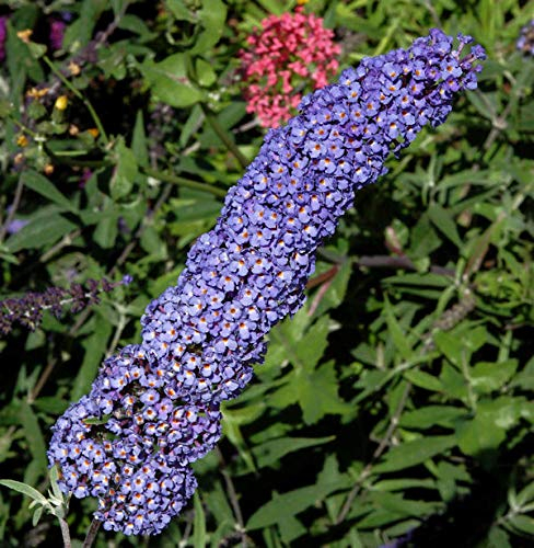 Sommerflieder Darts Papillion Blue 100-125cm - Buddleja - lebende Gartenpflanze aus den Baumschulen