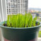 katzengras samen gartendeko für draußen stauden winterhart mehrjährig bodendecker samen winterhart bio saatgut exotische pflanzen samen topfpflanzen echt winterharte pflanzen für 500pcs