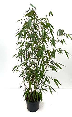Bambus Fargesia robusta 'Wolong', 7,5 Liter, Höhe 100/125 cm