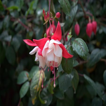 60 graines de fleurs de fuchsia rouge blanc