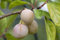 Prunus domestica 'Mirabelle von Nancy' 40 cm Stammhöhe – Winterhart, Mehrjährig, Pflegeleicht – Mirabellenbaum – Obstbaum für Garten & Obstgarten