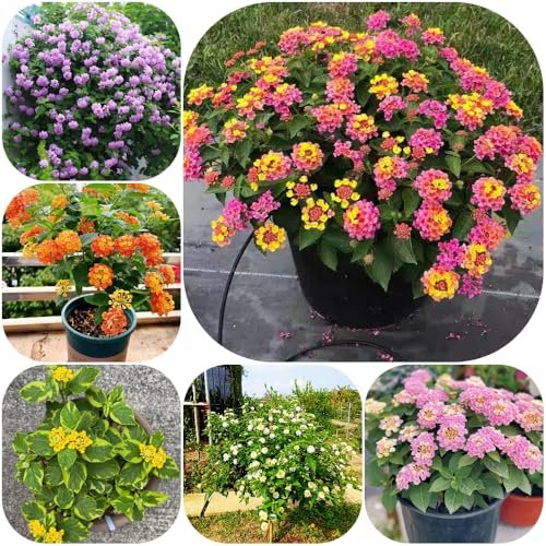 Semi di Lantana - semi di selvatici per i luoghi soleggiati rare in vaso resistenti autunnali resistenti copertura del terreno 500pcs