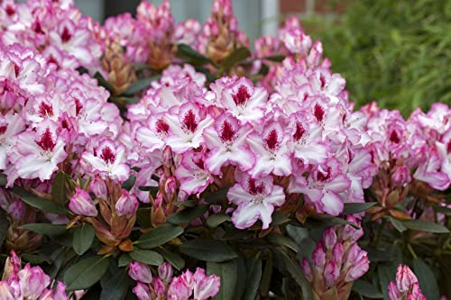 Rhododendron Hybr. 'Hachmann's Charmant' 40-50 cm - Rhododendron, rosa Blüten, Blütezeit Mai-Juni, ideal für Halbschatten, immergrün, winterhart