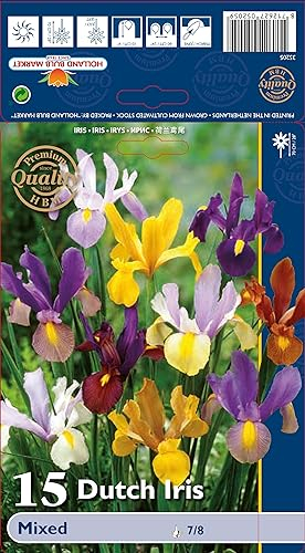 Iriszwiebeln : Iris hollandica Holländische Iris  Prachtmischung  5 Blumenzwiebeln