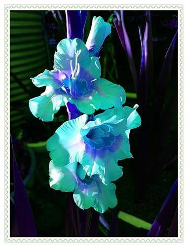 Gladiolenzwiebeln,Gladiolen Zwiebeln Winterhart,Viele Blumen, Winterhart,Gladiolen Knollen,Gladiolen,Gartenzwiebeln, FrüHblüHend, Zauberzwiebeln-3zwiebeln-C