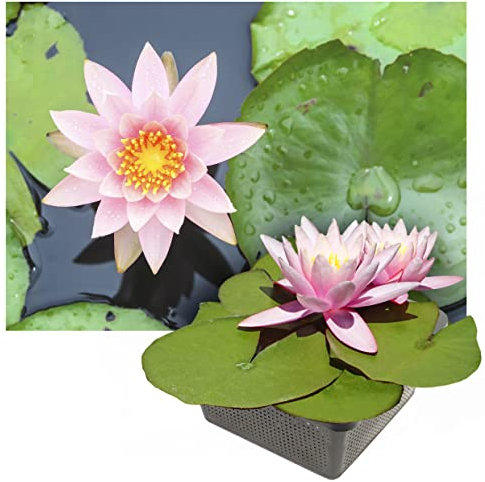 Echte Seerosen Winterhart im bunten Mix Teich Pflanzen, Aquarium Pflanzen Teichpflanzen im Pflanzkorb Wasserpflanzen Seerose Nymphaeae Anzuchtset Teichpflanzen winterhart (1 Seerose Rosa)