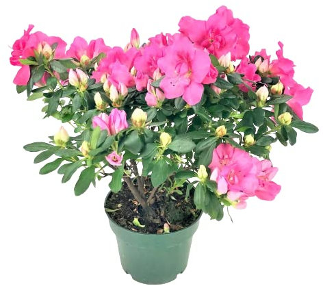 Planta de Azalea Viva con Flores de Muchos Colores Mixtos