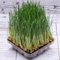 katzengras samen bio - bodendecker pflanzen winterhart stauden winterhart katzengras pflanze gartenkräuter samen balkon garten kräutergarten balkon bonsai samen küchenkräuter samen 100pcs