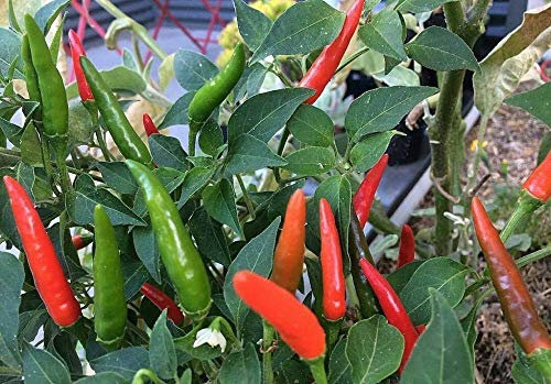 Viridis Hortus - Birds Eye (Hot) Chilli Pepper 10 x Vegetable/Fruit Seeds