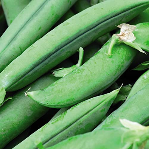 Pea Seeds 'Jumbo' Maincrop Pisum Sativum Hardy Annual Good Disease Resistance Easy to Grow Your Own Garden Vegetables 1x Packet (Approx. 250 Seeds) by Thompson and Morgan