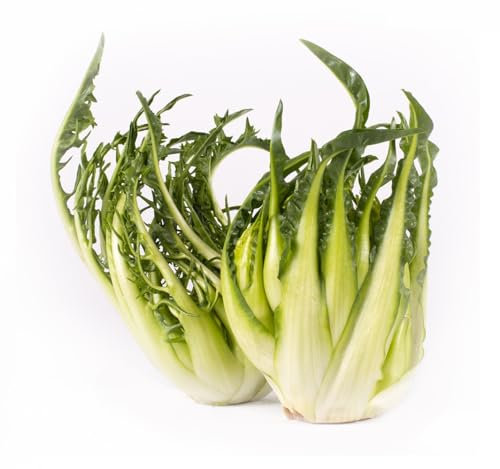 Semi CICORIA PUNTARELLE In Busta Ermetica MADE IN ITALY Qualità superiore con 95% di germogliazione con istruzioni