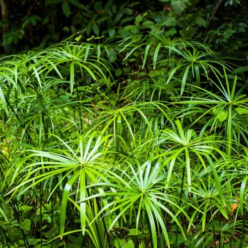 Falso Papiro Cyperus Alternifolius pianta in vaso Ø19 cm FOTO REALE Vivaio di Castelletto