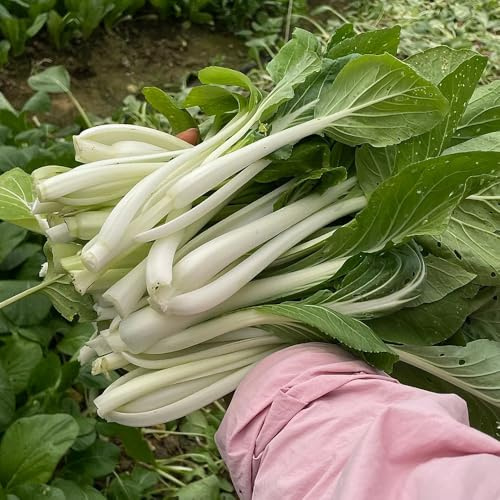 Semillas de pak choi - balcón con parterre elevado col mostaza china resistentes de resistentes trepadoras invernaderos balcón jardín 200pcs
