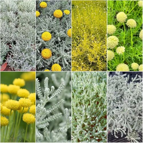 Santolina chamaecyparissus juntas - semillas de silvestres perennes resistentes jardín semillas de cubierta resistente balcón 100pcs