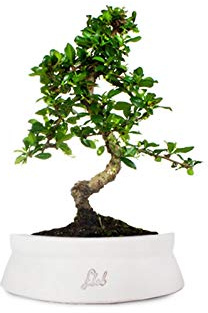 Carmona Bonsai - Pianta del Tè del Fukien - Pianta Vera per Interni ed Esterni - Altezza 35 cm - Vaso artigianale di Terracotta, Bianco Space