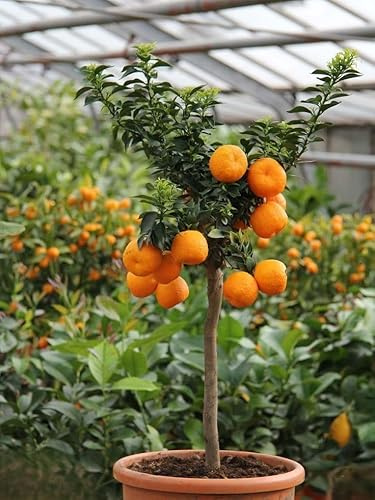 Chinotto Citrus x myrtifolia pianta di agrumi di Sicilia in vaso ø20 cm Vivaio di Castelletto