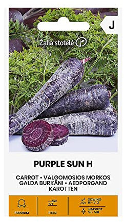 Zalia stotele | CAROTTE VIOLET SOLEIL H des Graines | Graines de Légumes | Graines de Plantes | Graines de Jardin | 1 Paquet