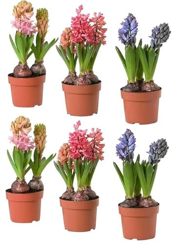 Pack de 6 Bulbos de Hyacinthus PREMIUM Bulbos de Jacinto