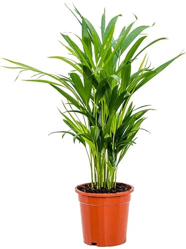 Areca Palm Tree Dypsis Lutescens - Air-Purifying Indoor Palm Tree - House and Office Live Indoor housePlant Tree in 12cm Pot
