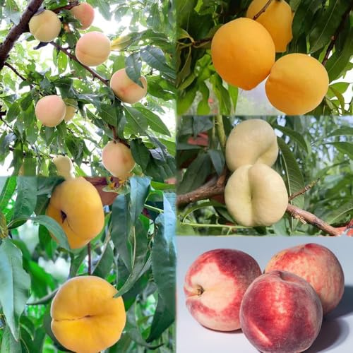 20 piezas Semillas de balcón de melocotonero - balcon cama elevada para balcón semillas enanos jardín interior nectarina