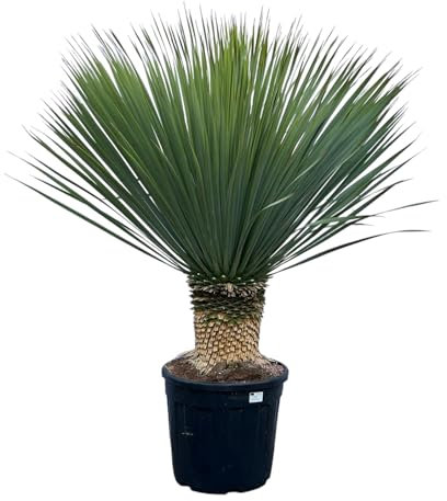 Yucca Rostrata H140 cm