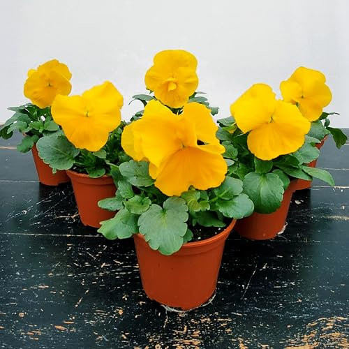 POWERS TO FLOWERS - VIOLE DEL PENSIERO, VIOLA PANSE', VIOLA A FIORE GRANDE GIALLO, VASO 10,5 CM DIAMETRO, SET 6 PIANTE, piante vere