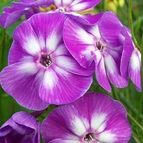 12 unità Phlox Paniculata 'Laura' - Phlox Paniculata 'Laura' Vaso 9x9cm ±1 m² - Phlox con Fiori Rosa e Crescita Vigorosa