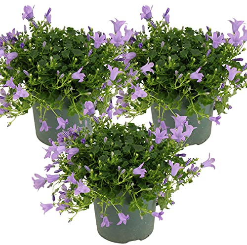 Bloomique - Set di 3 - Campanula Ambella Lavender - Campanula - Pianta Coprisuolo - Pianta da Giardino - Resistente al Freddo - Adatta agli Animali - Alte 10-20 cm - Vaso 10,5 cm