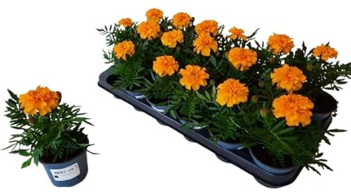Planta Natural de Tagete en Maceta – Flores Resistentes y Perfume Delicado para Exteriores