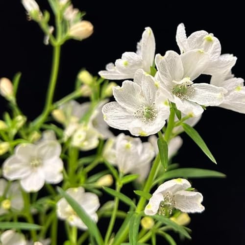 semi resistenti di delphinium selvatici da balcone, recisi di delphinium rare, balcone rampicanti resistenti, 100pcs